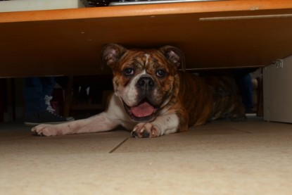 Continental Bulldogs Seeblickbulls Bilderalbum - Finn zu Besuch