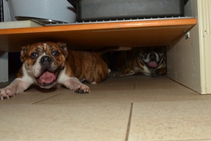 Continental Bulldogs Seeblickbulls Bilderalbum - Finn zu Besuch