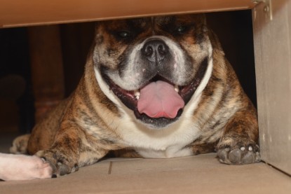 Continental Bulldogs Seeblickbulls Bilderalbum - Finn zu Besuch