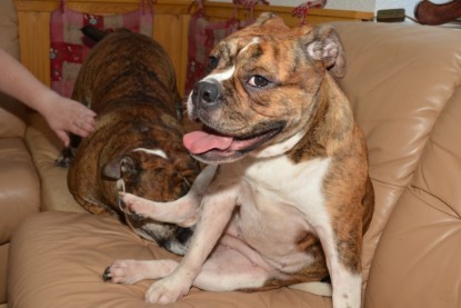 Continental Bulldogs Seeblickbulls Bilderalbum - Finn zu Besuch