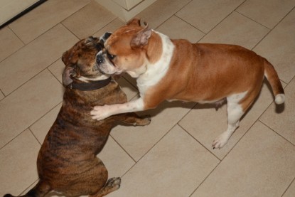 Continental Bulldogs Seeblickbulls Bilderalbum - Finn zu Besuch