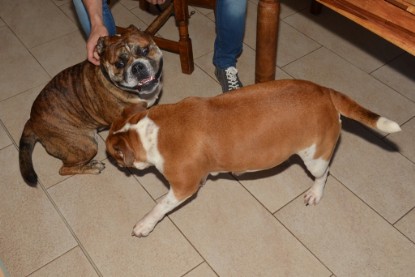 Continental Bulldogs Seeblickbulls Bilderalbum - Finn zu Besuch