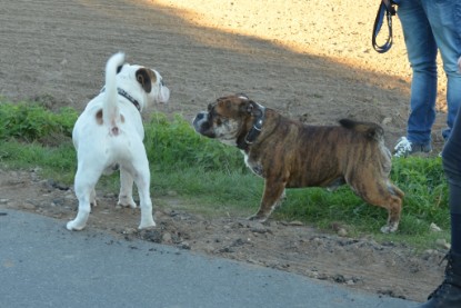 Continental Bulldogs Seeblickbulls Bilderalbum - Finn zu Besuch