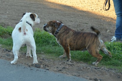 Continental Bulldogs Seeblickbulls Bilderalbum - Finn zu Besuch