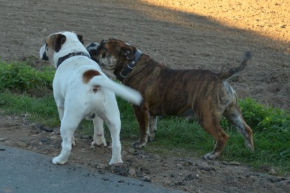 Continental Bulldogs Seeblickbulls Bilderalbum - Finn zu Besuch