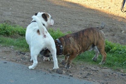 Continental Bulldogs Seeblickbulls Bilderalbum - Finn zu Besuch