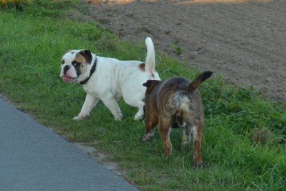 Continental Bulldogs Seeblickbulls Bilderalbum - Finn zu Besuch