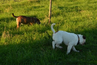 Continental Bulldogs Seeblickbulls Bilderalbum - Finn zu Besuch