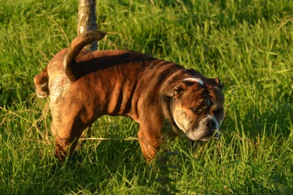 Continental Bulldogs Seeblickbulls Bilderalbum - Finn zu Besuch