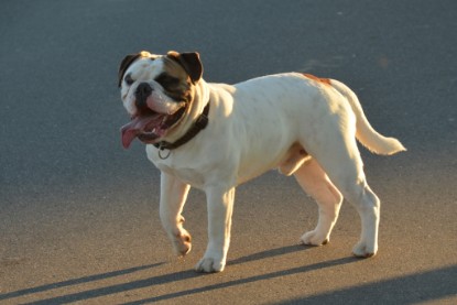 Continental Bulldogs Seeblickbulls Bilderalbum - Finn zu Besuch