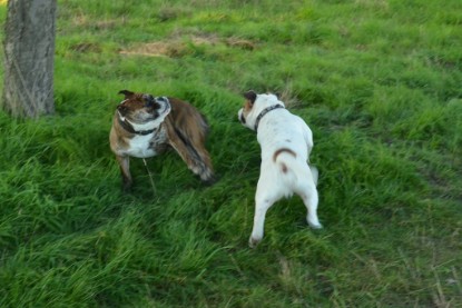 Continental Bulldogs Seeblickbulls Bilderalbum - Finn zu Besuch