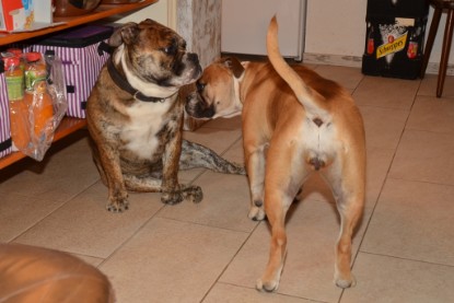 Continental Bulldogs Seeblickbulls Bilderalbum - Finn zu Besuch