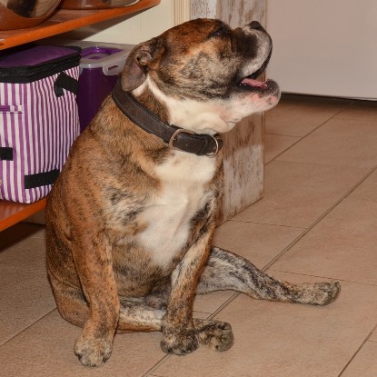 Continental Bulldogs Seeblickbulls Bilderalbum - Finn zu Besuch