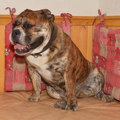 Continental Bulldogs Seeblickbulls Bilderalbum - Finn zu Besuch