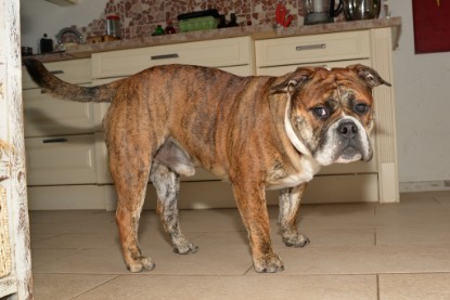 Continental Bulldogs Seeblickbulls Bilderalbum - Finn zu Besuch