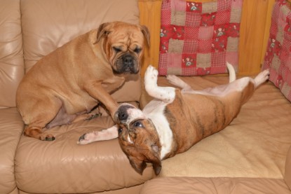 Continental Bulldogs Seeblickbulls Bilderalbum - Finn zu Besuch