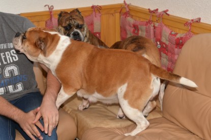 Continental Bulldogs Seeblickbulls Bilderalbum - Finn zu Besuch