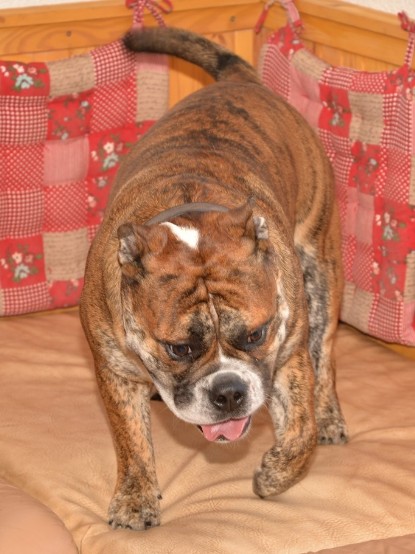 Continental Bulldogs Seeblickbulls Bilderalbum - Finn zu Besuch