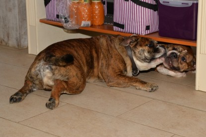 Continental Bulldogs Seeblickbulls Bilderalbum - Finn zu Besuch