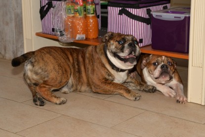 Continental Bulldogs Seeblickbulls Bilderalbum - Finn zu Besuch