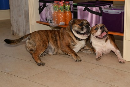 Continental Bulldogs Seeblickbulls Bilderalbum - Finn zu Besuch