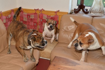 Continental Bulldogs Seeblickbulls Bilderalbum - Finn zu Besuch