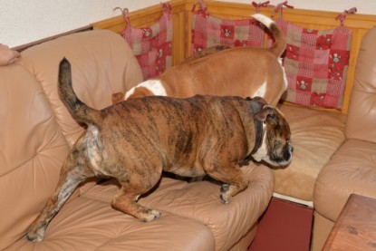 Continental Bulldogs Seeblickbulls Bilderalbum - Finn zu Besuch