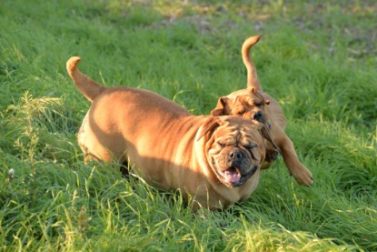 Continental Bulldogs Seeblickbulls Bilderalbum - Ausflug am 12.10.2015