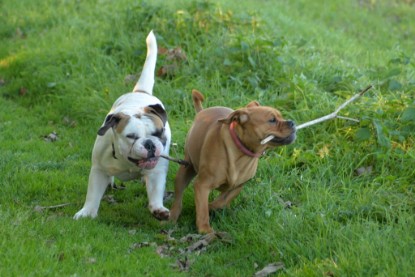 Continental Bulldogs Seeblickbulls Bilderalbum - Ausflug am 12.10.2015