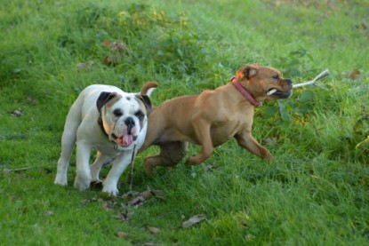 Continental Bulldogs Seeblickbulls Bilderalbum - Ausflug am 12.10.2015