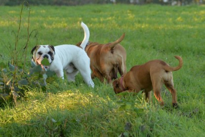 Continental Bulldogs Seeblickbulls Bilderalbum - Ausflug am 12.10.2015