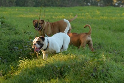 Continental Bulldogs Seeblickbulls Bilderalbum - Ausflug am 12.10.2015