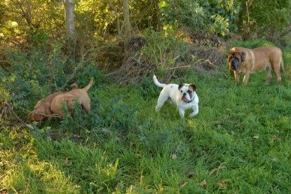 Continental Bulldogs Seeblickbulls Bilderalbum - Ausflug am 12.10.2015