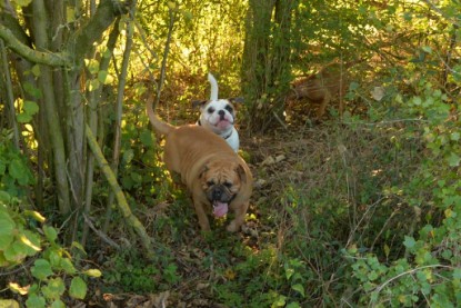 Continental Bulldogs Seeblickbulls Bilderalbum - Ausflug am 12.10.2015