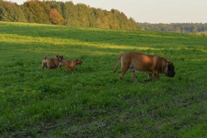 Continental Bulldogs Seeblickbulls Bilderalbum - Ausflug am 12.10.2015