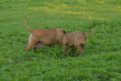 Continental Bulldogs Seeblickbulls Bilderalbum - Ausflug am 12.10.2015