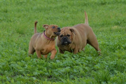 Continental Bulldogs Seeblickbulls Bilderalbum - Ausflug am 12.10.2015