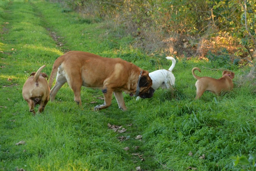 Continental Bulldogs Seeblickbulls Bilderalbum - Ausflug am 12.10.2015