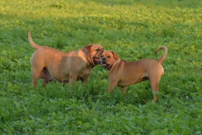 Continental Bulldogs Seeblickbulls Bilderalbum - Ausflug am 12.10.2015