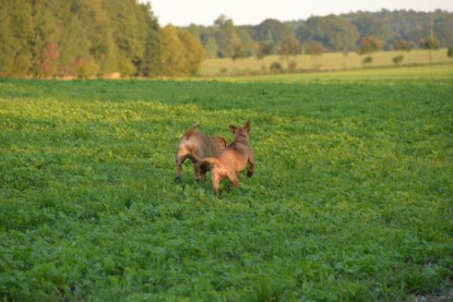 Continental Bulldogs Seeblickbulls Bilderalbum - Ausflug am 12.10.2015