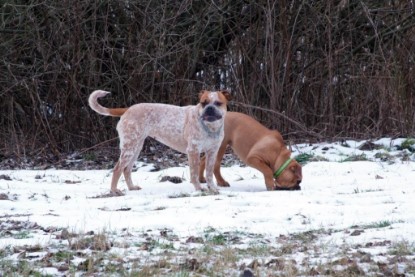 Continental Bulldogs Seeblickbulls Bilderalbum - Januar bis März 2010