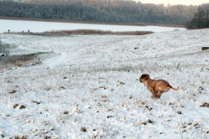 Continental Bulldogs Seeblickbulls Bilderalbum - Januar bis März 2010