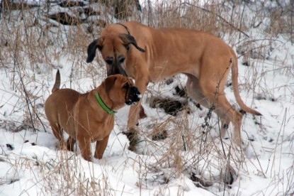 Continental Bulldogs Seeblickbulls Bilderalbum - Januar bis März 2010