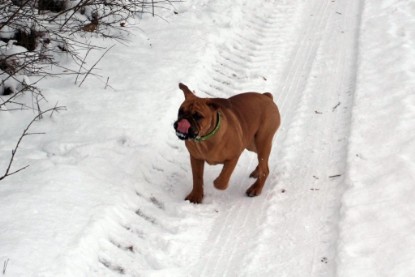 Continental Bulldogs Seeblickbulls Bilderalbum - Januar bis März 2010