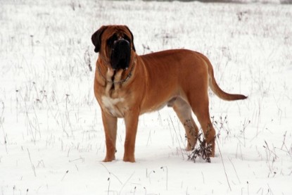 Continental Bulldogs Seeblickbulls Bilderalbum - Januar bis März 2010