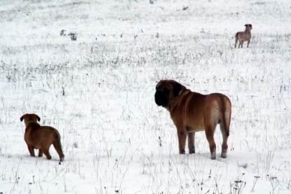 Continental Bulldogs Seeblickbulls Bilderalbum - Januar bis März 2010