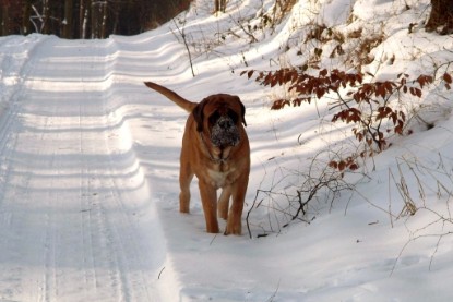 Continental Bulldogs Seeblickbulls Bilderalbum - Januar bis März 2010