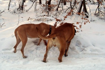 Continental Bulldogs Seeblickbulls Bilderalbum - Januar bis März 2010