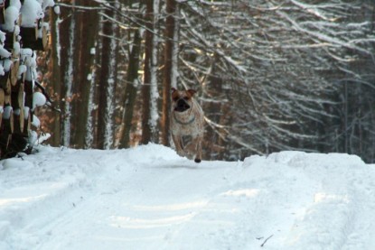 Continental Bulldogs Seeblickbulls Bilderalbum - Januar bis März 2010