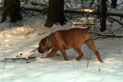 Continental Bulldogs Seeblickbulls Bilderalbum - Januar bis März 2010